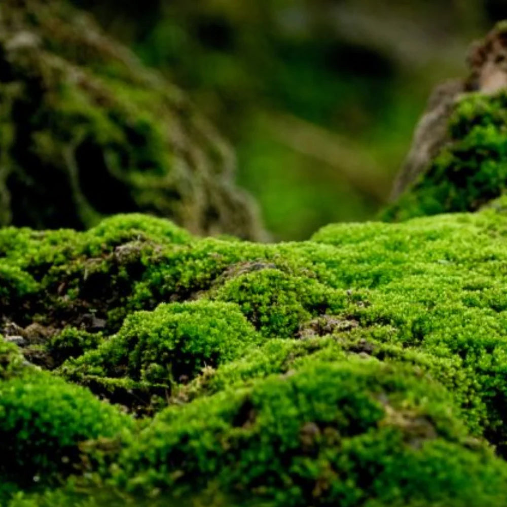 Earthy