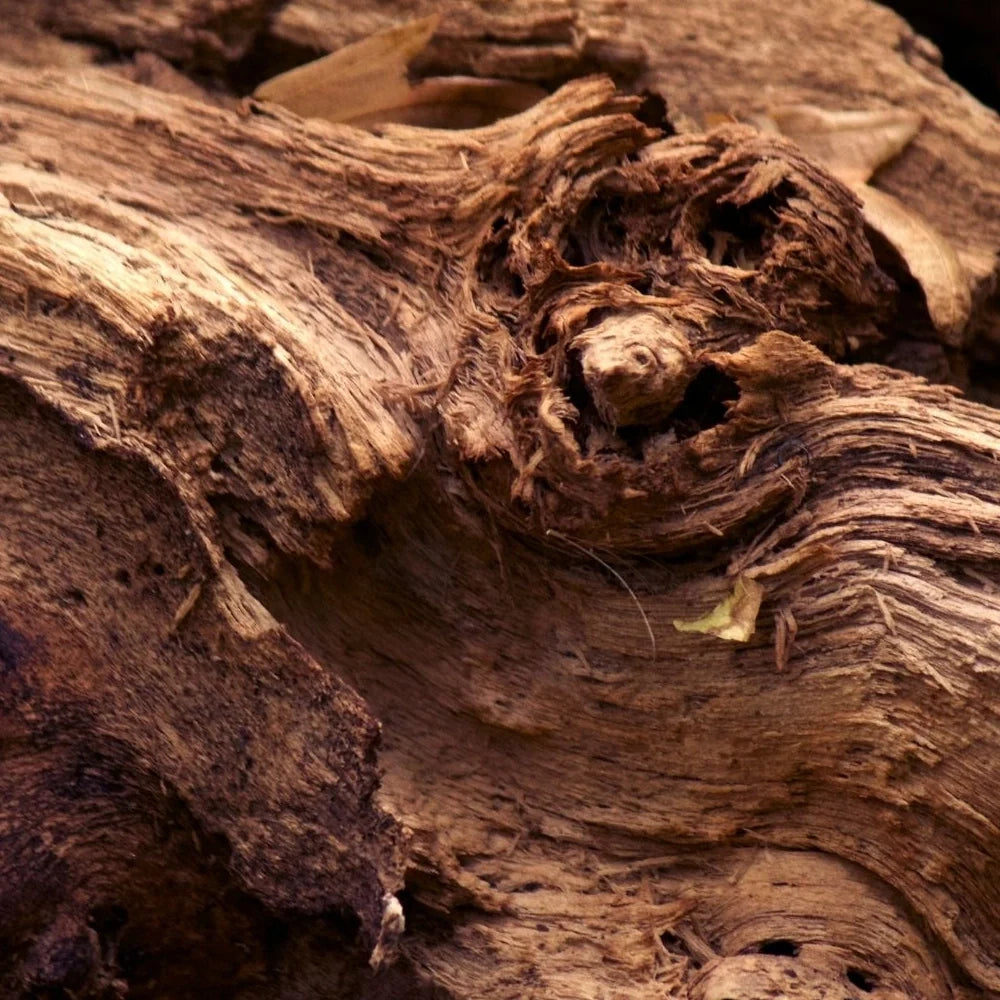 Woody